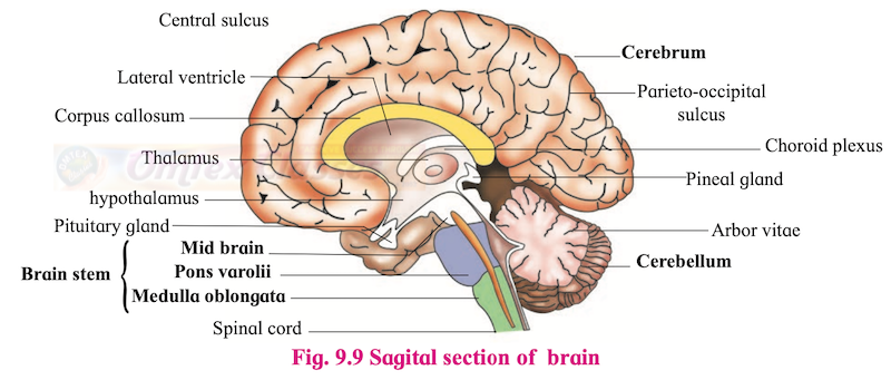 Chapter 9: Control and Co-ordination Balbharati-Solutions-for-Biology-12th-Standard-HSC-Maharashtra-State-Board