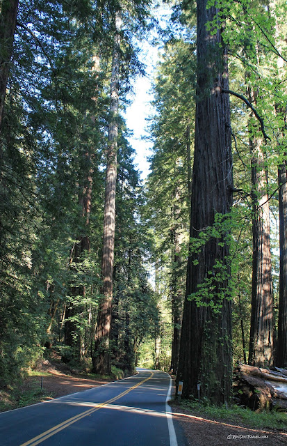 California northern coast geology travel trip roadtrip Humboldt Redwoods copyright RocDocTravel.com