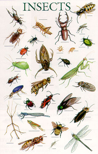 Daftar Kosakata Bahasa Inggris Serangga Insect 