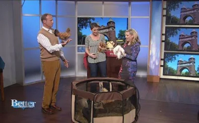  Big champaign trip for a one-half dozen of my chickens this morn equally nosotros visited a television receiver st Better Connecticut Television Appearance amongst My Peeps!