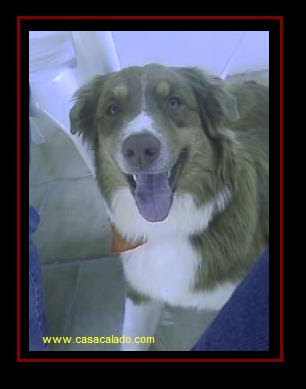 Australian Shepherd in Armona Island