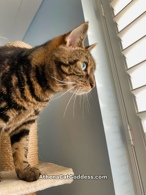 cat peeping through window shutters