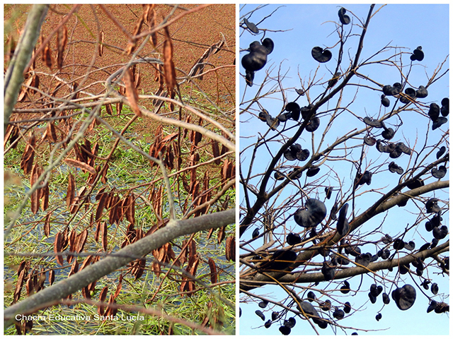 Frutos de sesbania/ frutos de timbó-Chacra Educativa Santa Lucía