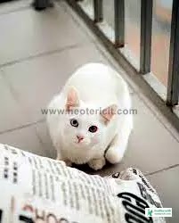 Cute Cat Pic Download - Cat Image Download 2023 - biraler pic - NeotericIT.com - Image no 2