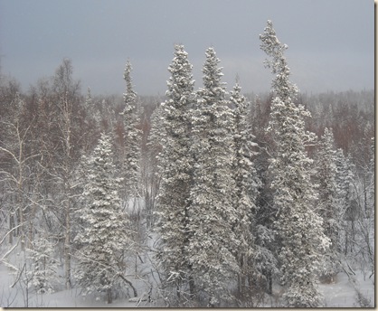 snow trees2