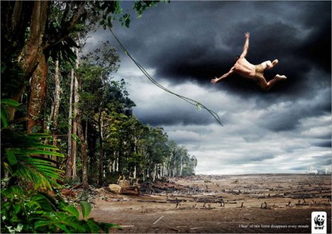 Save the Forest...