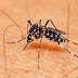 BAHIA EMITE ALERTA SOBRE AUMENTO DE 301% NOS CASOS DE DENGUE EM 2019