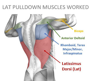 Muscles worked with v bar pulldown