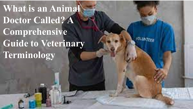 What is an Animal Doctor Called?