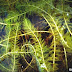 Myriophyllum - Water Milfoil
