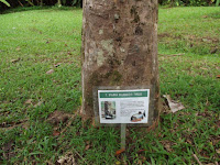 Para rubber tree information - Ho'omaluhia Botanical Garden, Kaneohe, HI