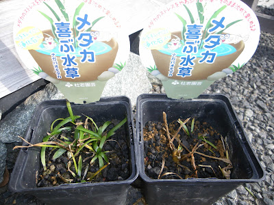 √ 水草 沈める 100均 401262