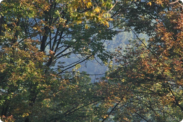 DSC_0006