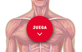 https://cienciasnaturales.didactalia.net/recurso/musculos-del-cuerpo-vista-de-frente-primaria/eee04200-1422-4631-b087-31690bbb650b