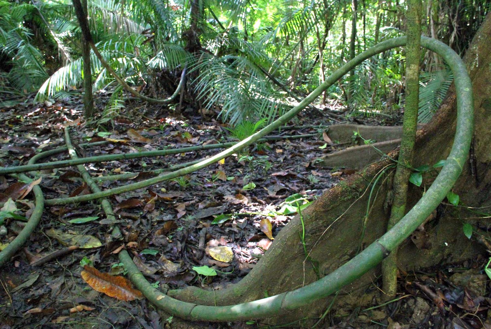 EKOGEO MENGENAL TANAMAN HUTAN TROPIS DAN SAVANA INDONESIA