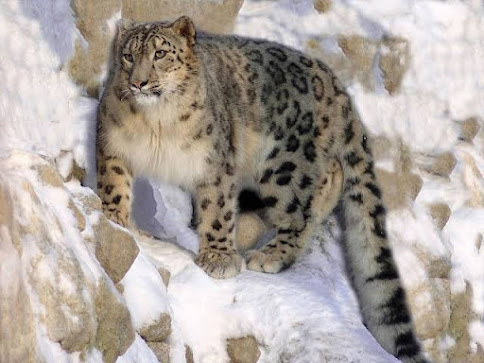 Snow Leopard is among the biggest cats in the world.