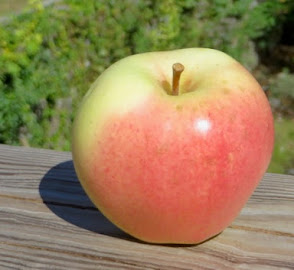 Tapered yellow apple with partial red blush and thin stem