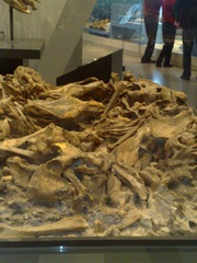 Dino Bones 4