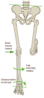 Stance Phase Kinetic Chain - El Paso Chiropractor