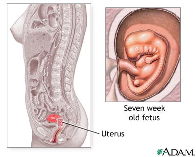 Is Pregnancy A Jury Duty Excuse : Ovulation