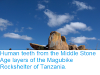 https://sciencythoughts.blogspot.com/2018/08/human-teeth-from-middle-stone-age.html