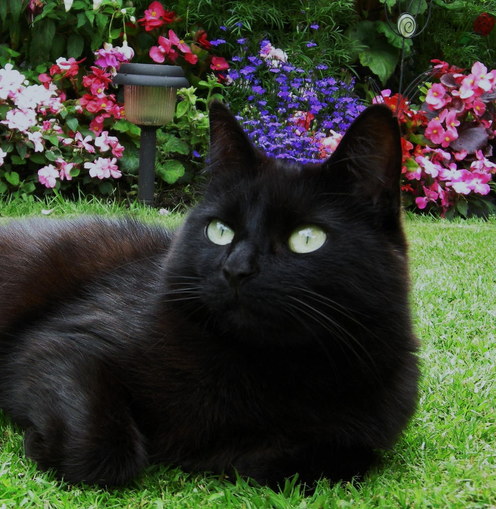 CyBeRGaTa: For the Love of Black Cats - El Gato Negro