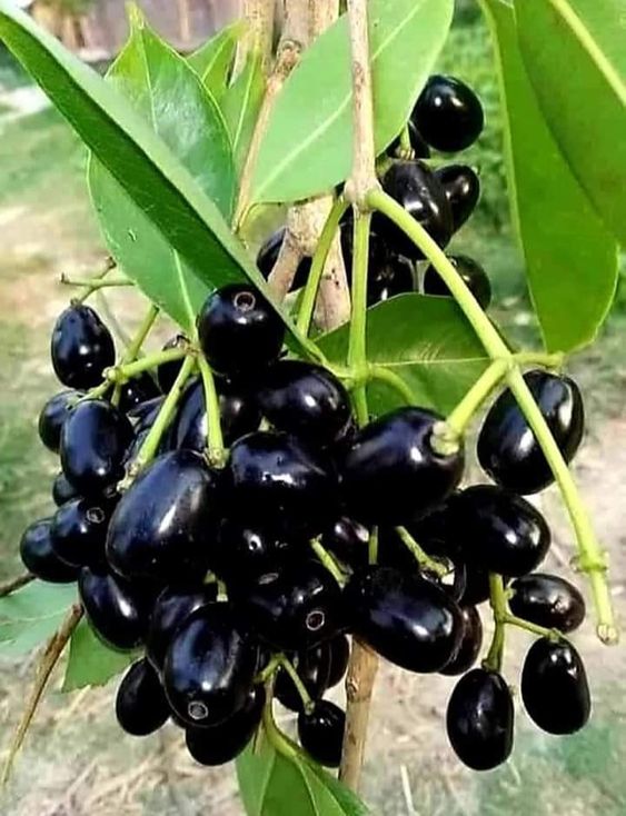 bibit buah buahan juwet hitam yang cepat berbuah kupang Kotamobagu