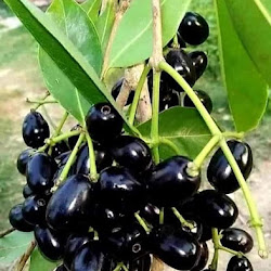 Bibit Buah Buahan Juwet Hitam Yang Cepat Berbuah Kupang