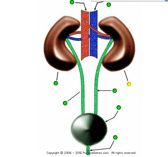 http://www.purposegames.com/game/human-excretory-system-quiz