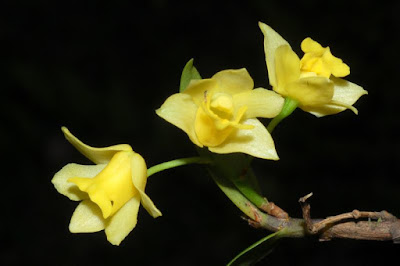 Dendrobium agrostophyllum care and culture