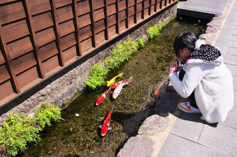 Drainage Canal  is the Home of Colorful Koi Fishes in Japan