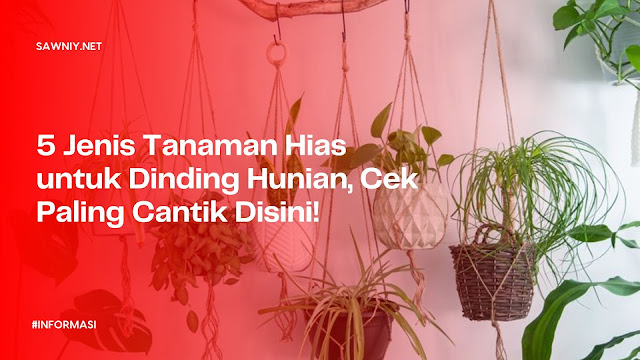 Jenis Tanaman hias untuk Dinding