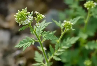 Wormwood plant