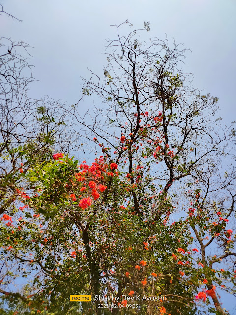 Red flowers