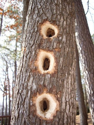 pileated woodpecker, Lake Gaston NC