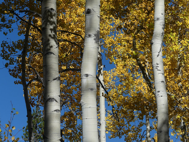 21: aspen trunks and leaves