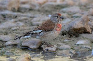 pardillo-comun-carduelis-cannabina-macho-