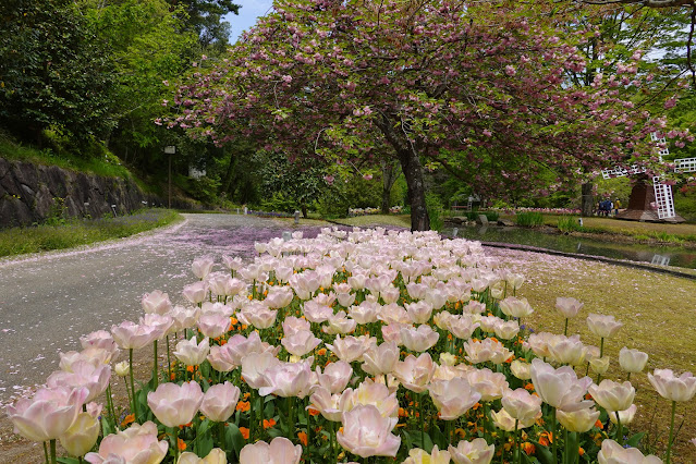 鳥取県西伯郡南部町鶴田 とっとり花回廊 花の谷 八重桜
