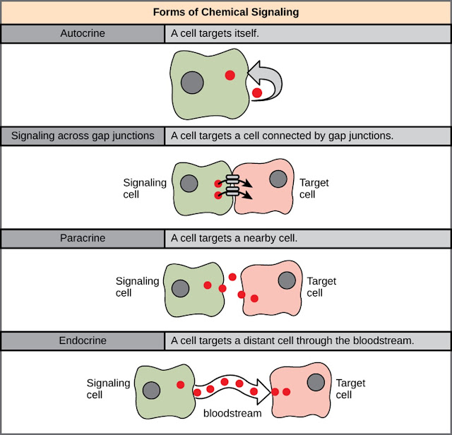 4 Types of Cell Signaling