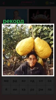  крупные плоды лимона, рекорд урожая висит над мальчиком