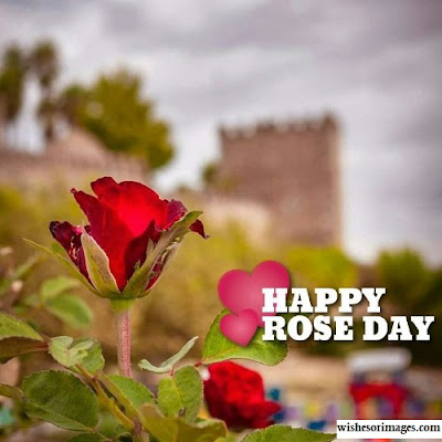 Images of Rose Day,Images of Rose Day 2020