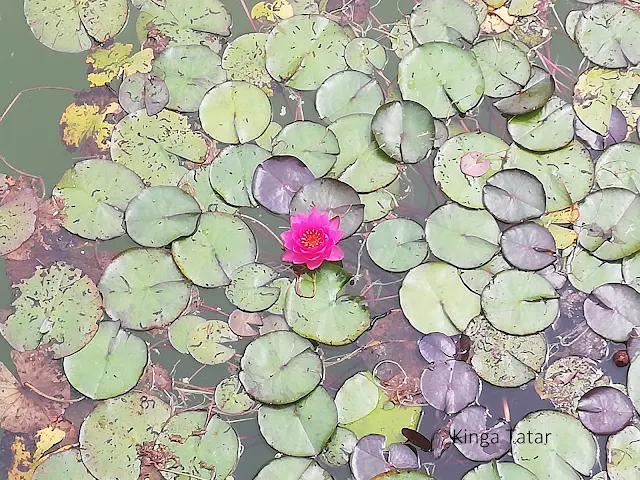 Jahresrueckblick-Seerose