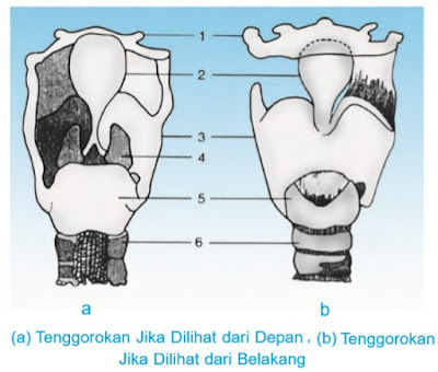 Sistem Pernapasan Pada Manusia