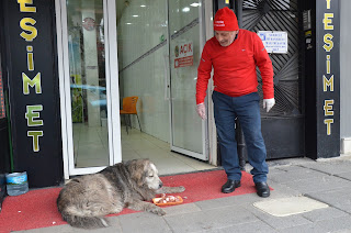 Carnicero turco de un gran corazón alimenta a 20 animales callejeros