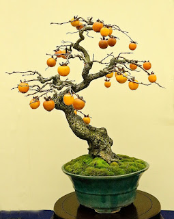 Kesemek,Pohon Buah Yang Bisa Tampil Cantik Untuk Bonsai