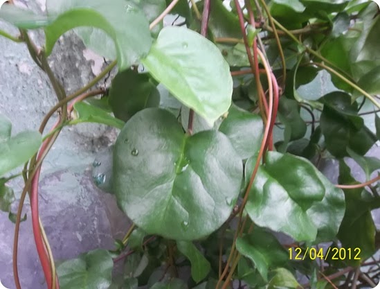 Ciri Fisik Tanaman herbal Binahong Ciri Fisik Tanaman herbal Binahong