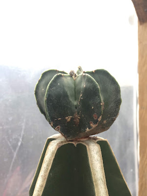 Astrophytum miryostigma