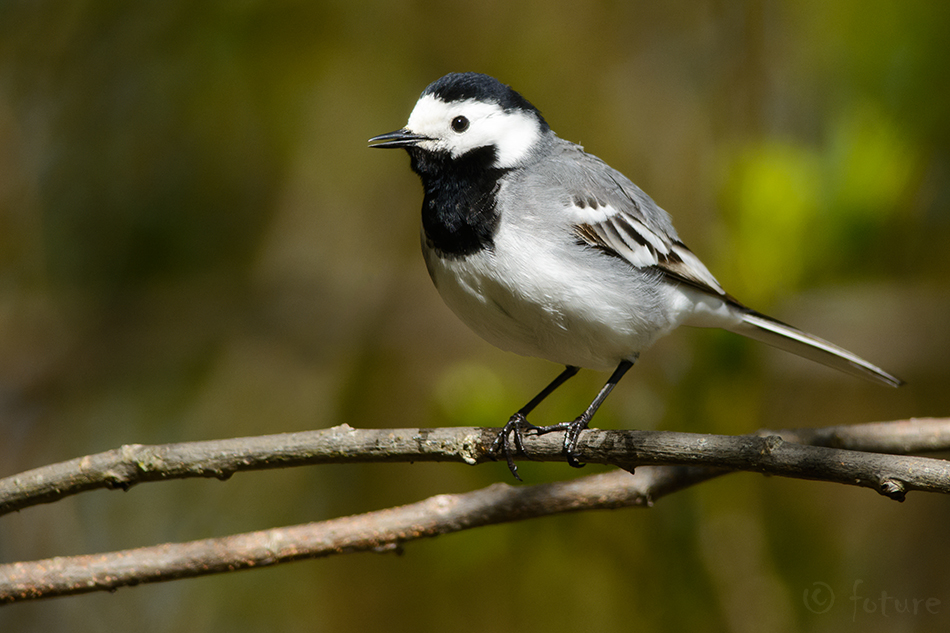 Linavästrik, Motacilla alba, White Wagtail, Pied