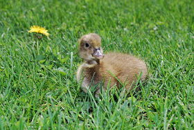 baby duckling