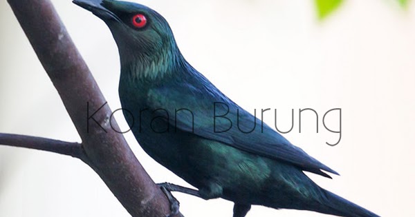 Burung Badan Berwarna Biru Kehijaun Mata Merah / Jenis, warna dan